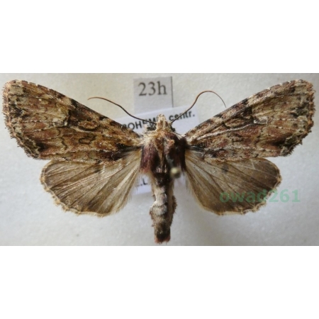 Apamea crenata (Hufnagel, 1766) Czech23h